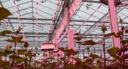 Lastige zomer met dip in taklengte en takgewicht