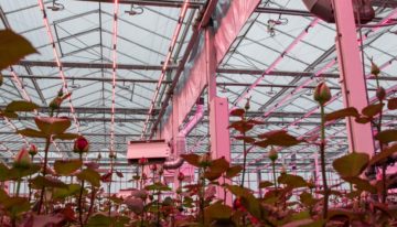 Lastige zomer met dip in taklengte en takgewicht