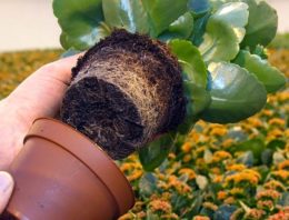 Planten houden ondergronds de regie in handen met exudaten
