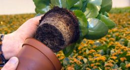 Planten houden ondergronds de regie in handen met exudaten