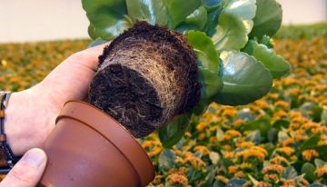 Planten houden ondergronds de regie in handen met exudaten