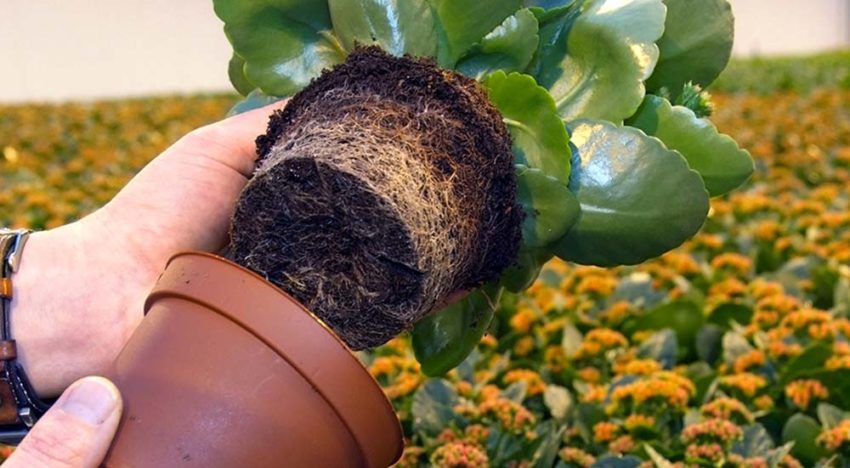 Planten houden ondergronds de regie in handen met exudaten
