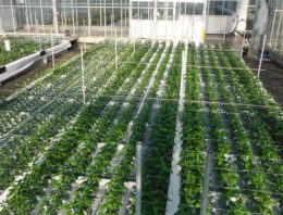 Chrysant op water is veelbelovend, maar finetuning nog nodig