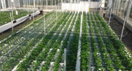 Chrysant op water is veelbelovend, maar finetuning nog nodig