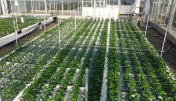 Chrysant op water is veelbelovend, maar finetuning nog nodig