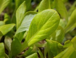 De veiligheid van biostimulanten is onderzocht, de werking nog niet