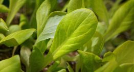 De veiligheid van biostimulanten is onderzocht, de werking nog niet