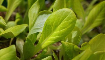 De veiligheid van biostimulanten is onderzocht, de werking nog niet