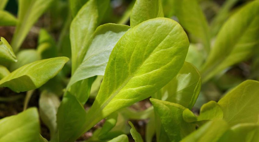 De veiligheid van biostimulanten is onderzocht, de werking nog niet