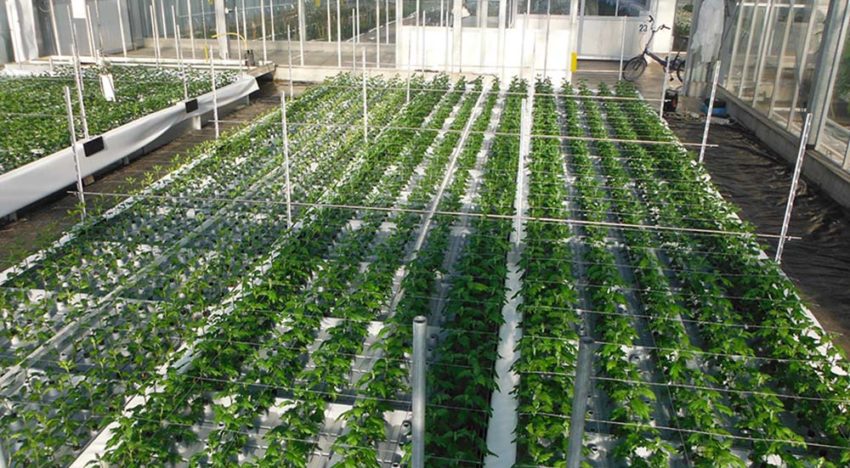 Chrysant op water is veelbelovend, maar finetuning nog nodig