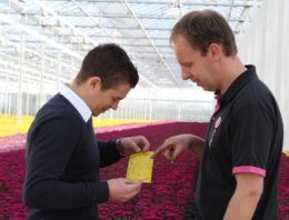 Chrysant heeft baat bij brede werking Azatin en BotaniGard