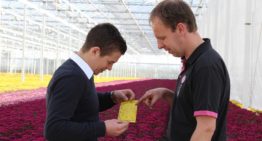 Chrysant heeft baat bij brede werking Azatin en BotaniGard