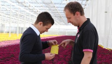 Chrysant heeft baat bij brede werking Azatin en BotaniGard
