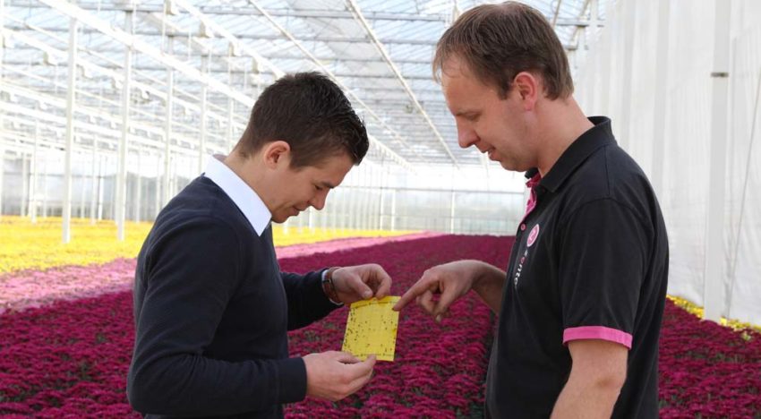 Chrysant heeft baat bij brede werking Azatin en BotaniGard
