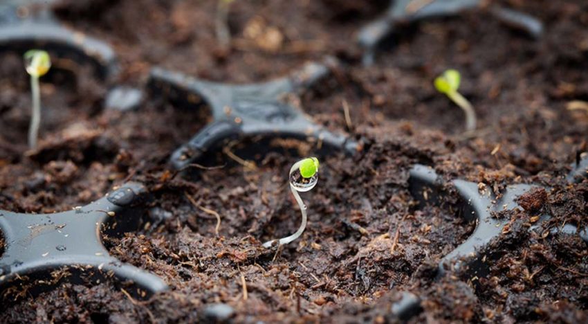 Sector laten zien dat aardbeien goed en duurzaam op steenwol zijn te telen