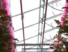 Reactie tomatenrassen op verrood licht: van nauwelijks tot 25% meer