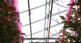Reactie tomatenrassen op verrood licht: van nauwelijks tot 25% meer