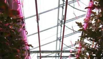 Reactie tomatenrassen op verrood licht: van nauwelijks tot 25% meer
