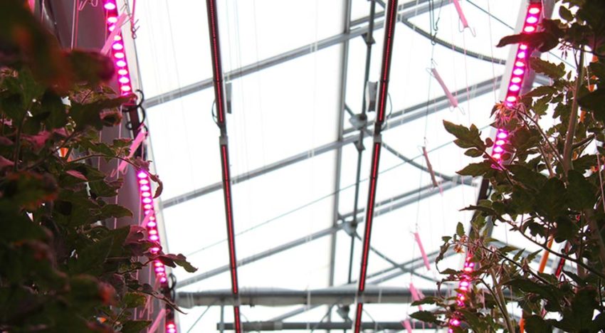 Reactie tomatenrassen op verrood licht: van nauwelijks tot 25% meer Reactie tomatenrassen op verrood licht: van nauwelijks tot 25% meer
