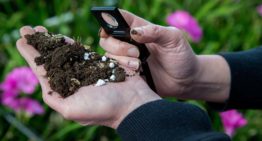 Relatie bodemleven, biostimulanten en gewasreactie is uitdagend proces