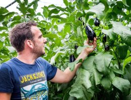 Paraplu van bladeren zorgt voor betere lichtbenutting getopte aubergineplant