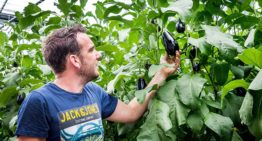 Paraplu van bladeren zorgt voor betere lichtbenutting getopte aubergineplant