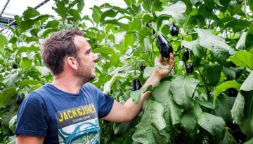 Paraplu van bladeren zorgt voor betere lichtbenutting getopte aubergineplant