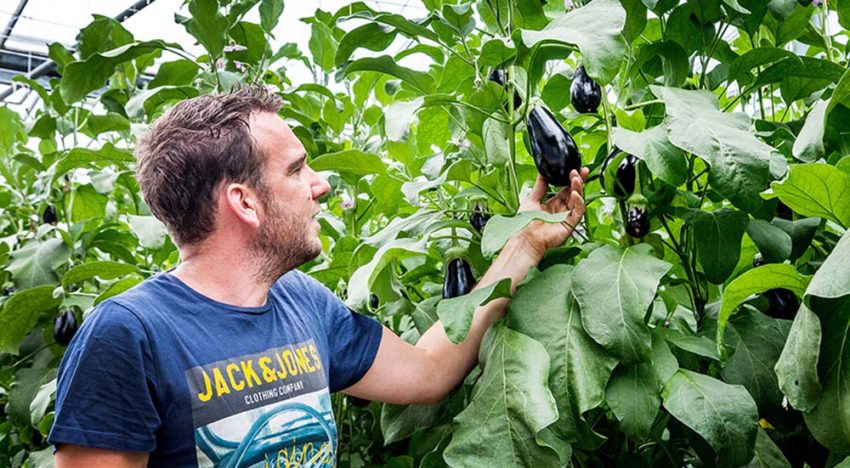Paraplu van bladeren zorgt voor betere lichtbenutting getopte aubergineplant