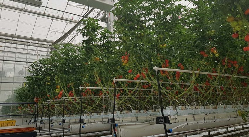 Kansrijke waterbesparende kassen in de woestijn