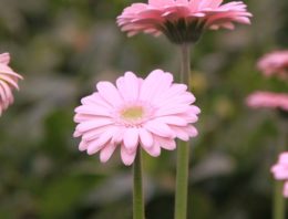 Veel nieuwe ideeën voor rupsenbestrijding in gerbera