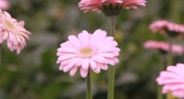 Veel nieuwe ideeën voor rupsenbestrijding in gerbera