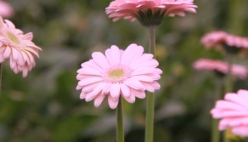 Veel nieuwe ideeën voor rupsenbestrijding in gerbera