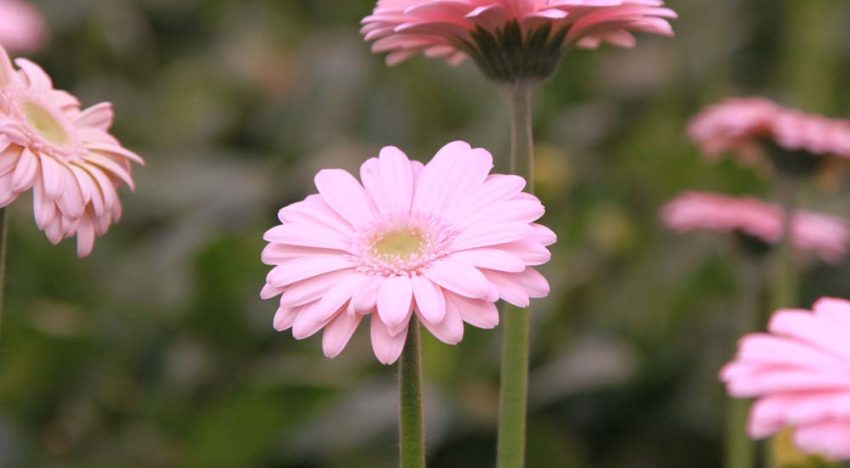 Veel nieuwe ideeën voor rupsenbestrijding in gerbera