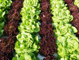 Functional foods met extra mineralen door teelt op water