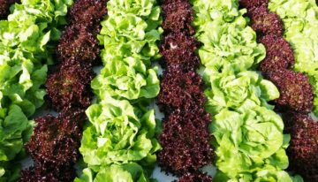 Functional foods met extra mineralen door teelt op water