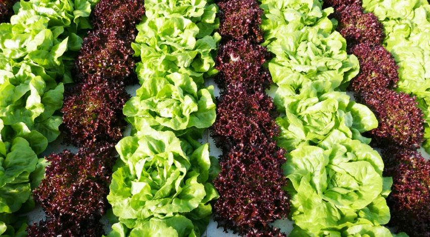 Functional foods met extra mineralen door teelt op water