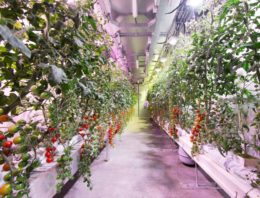 Kennisdeling kan ontwikkeling vertical farming stimuleren
