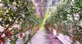 Kennisdeling kan ontwikkeling vertical farming stimuleren