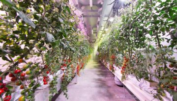 Kennisdeling kan ontwikkeling vertical farming stimuleren