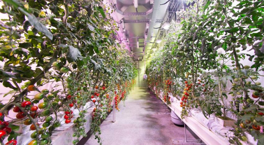Kennisdeling kan ontwikkeling vertical farming stimuleren