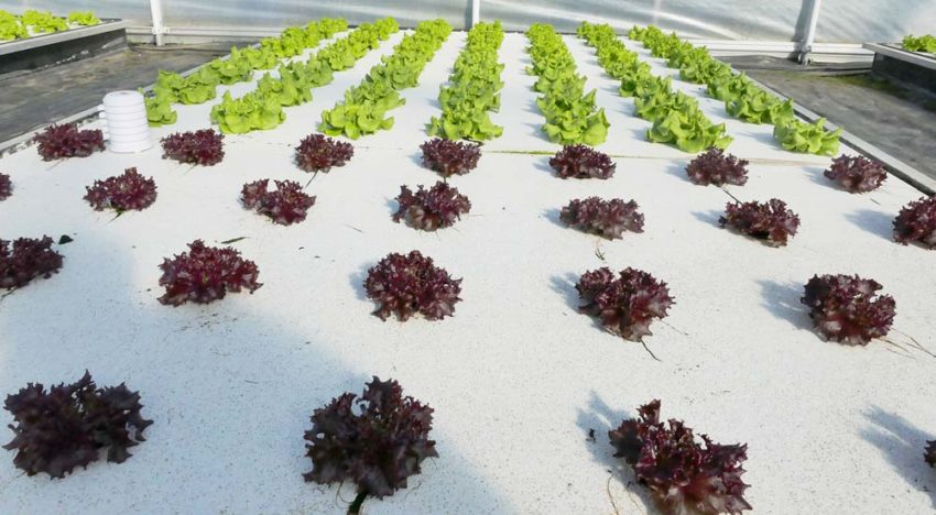 Meer zicht op belangrijke bedreiger waterteelt Meer zicht op belangrijke bedreiger waterteelt