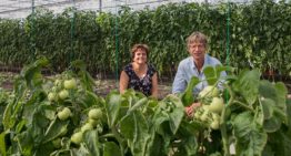 Meer resistente rassen gewenst voor terugdringing middelengebruik