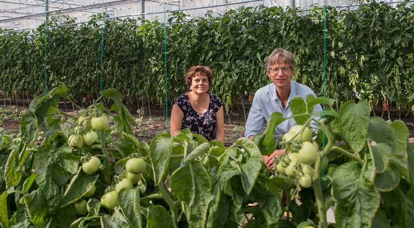 Meer resistente rassen gewenst voor terugdringing middelengebruik