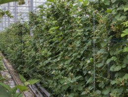 ‘Er zit nog veel meer potentie in de teelt van zachtfruit onder glas’