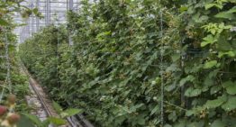 ‘Er zit nog veel meer potentie in de teelt van zachtfruit onder glas’