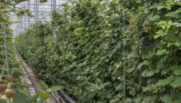 ‘Er zit nog veel meer potentie in de teelt van zachtfruit onder glas’