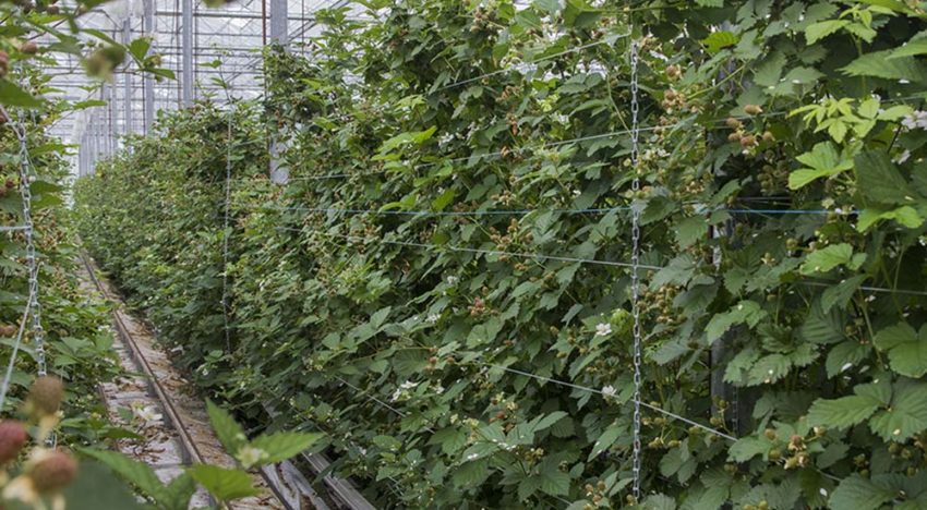 ‘Er zit nog veel meer potentie in de teelt van zachtfruit onder glas’