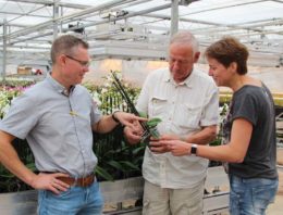 Biologie en Applaud houden wolluis beheersbaar