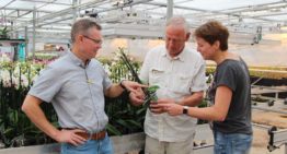 Biologie en Applaud houden wolluis beheersbaar
