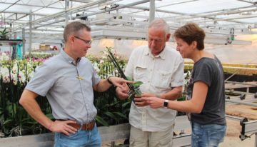 Biologie en Applaud houden wolluis beheersbaar